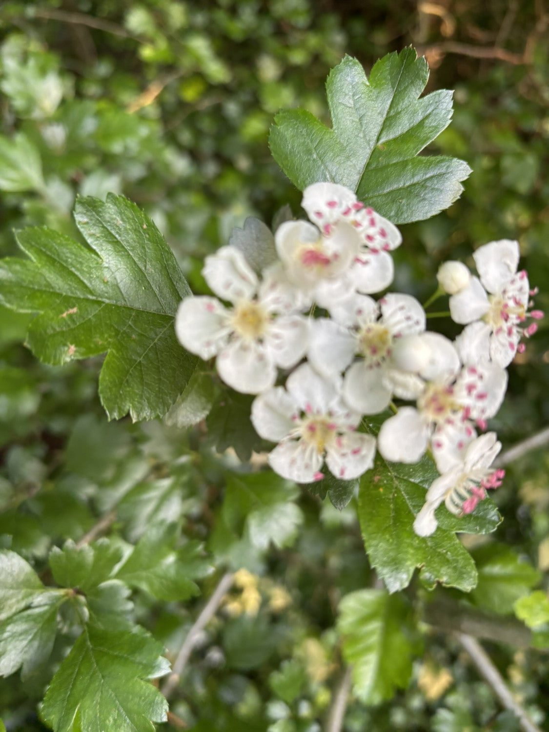 Eingriffeliger Weißdorn; hier mit Blüte; pflegeleicht; Einsatzmöglichkeit z.B. : Bienenweide; erhältlich von 40-70 bis 200-250 cm;;hier kaufen