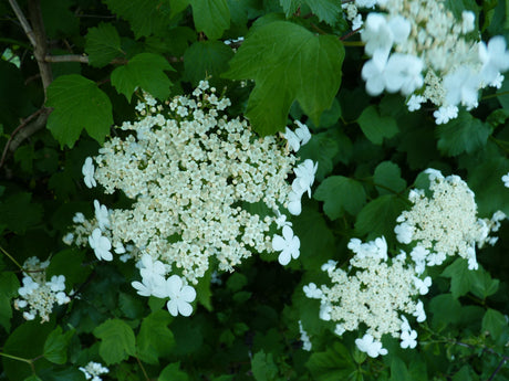 Dampfschneeball; hier mit Blüte; vogelfreundlich; Einsatzmöglichkeit z.B. : Bienenweide;;ab 3,02 Euro