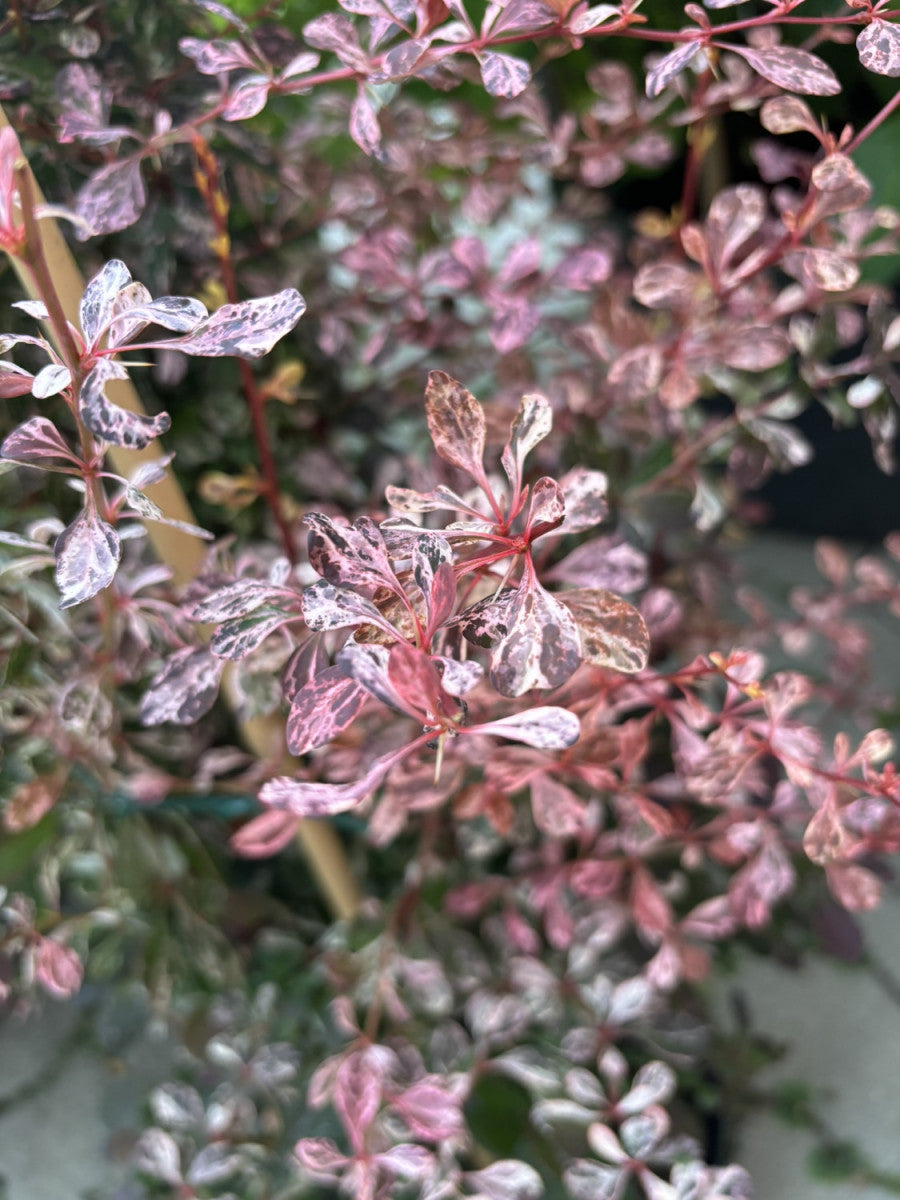 berberis thunbergii var. atropurpurea 'rose glow'; pflegeleicht;;günstig mit Qualität