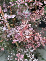 berberis thunbergii var. atropurpurea 'rose glow'; pflegeleicht;;günstig mit Qualität
