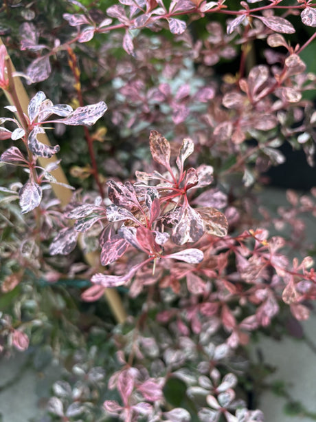 berberis thunbergii var. atropurpurea 'rose glow'; pflegeleicht;;günstig mit Qualität
