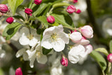 Malus 'Evereste'; hier mit Blüte; winterhart; Einsatzmöglichkeit z.B. : Ziergehölz;;mit zeitnaher Lieferung