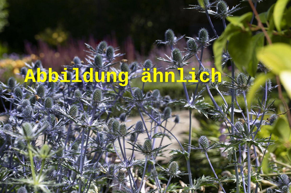 Genaues Foto für Eryngium planum 'Blauer Zwerg' folgt; dieses ähnliche Bild dient der Illustration von Kleiner Garten-Mannstreu