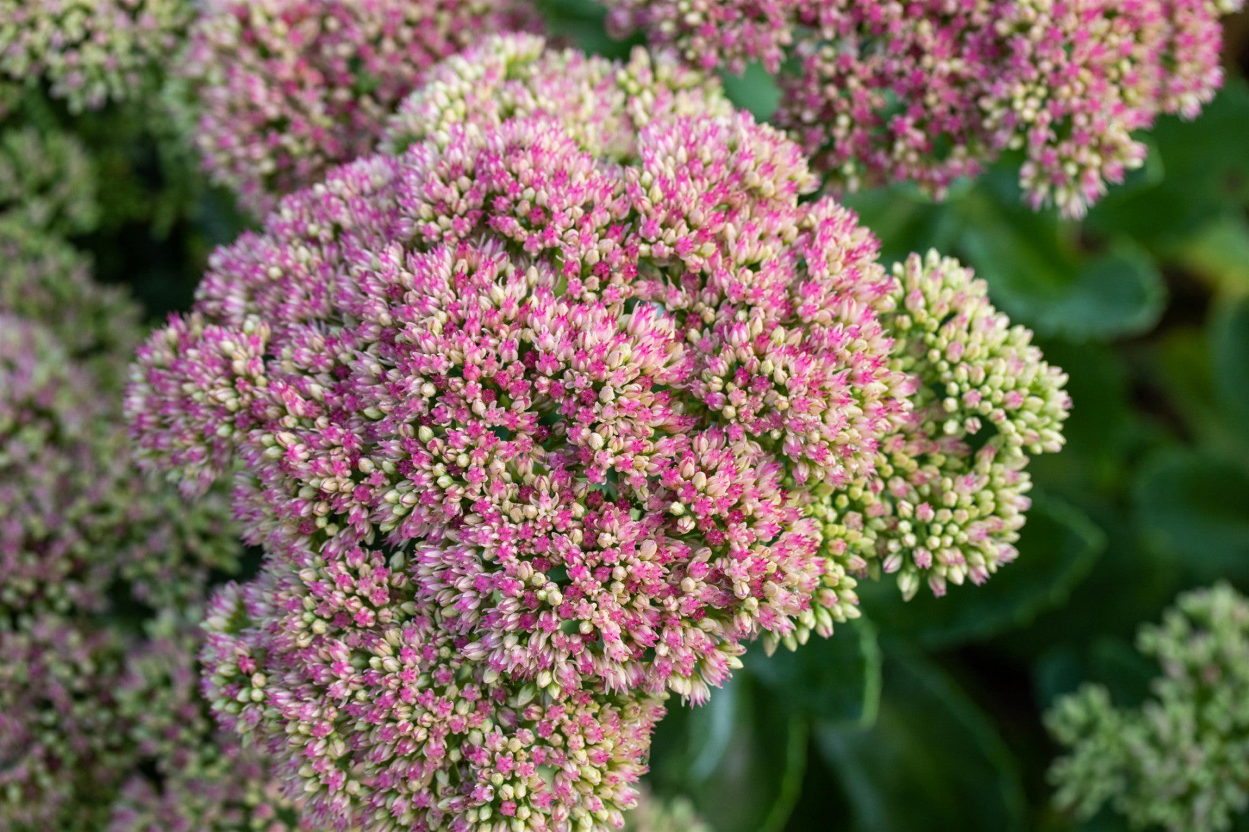Sedum telephium (Großes Fettblatt)