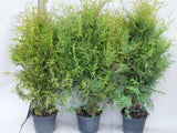 Thuja occidentalis 'Brabant'; als Pflanze im Beet; immergrün; Einsatzmöglichkeit z.B. : Hecke;;Pflanzen vom Profi