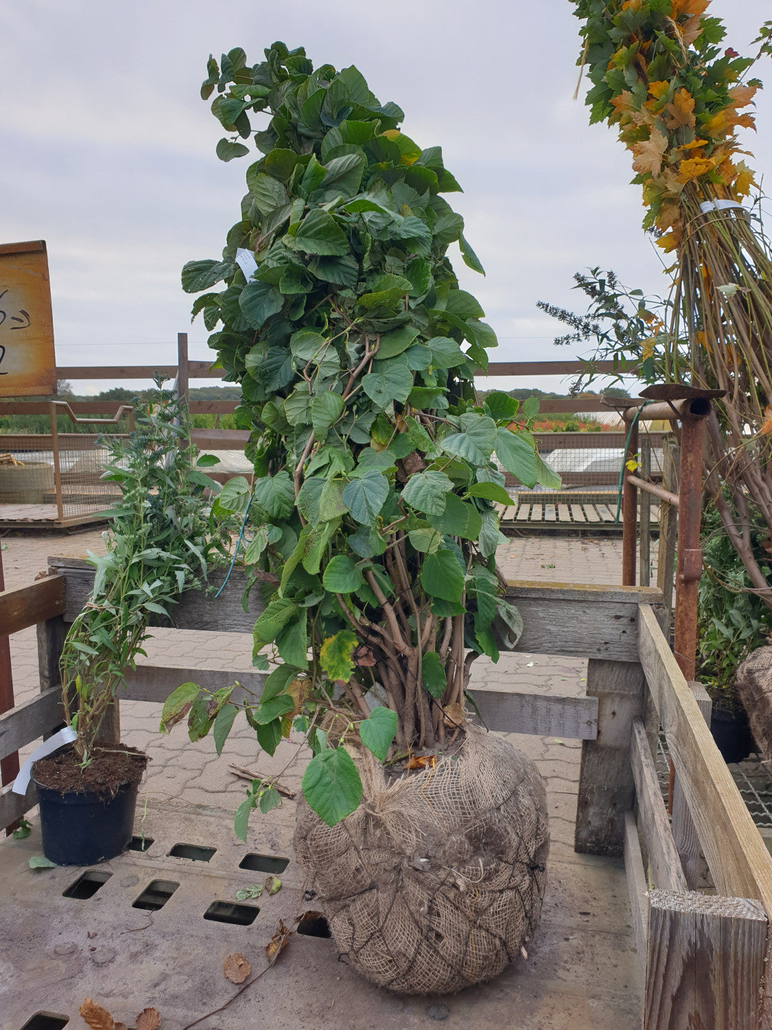 Hohe Scheinhasel; vorbereitet für Versand; winterhart; Einsatzmöglichkeit z.B. : gartenpflanze; erhältlich von 40-60 bis 80-100 cm;;hier kaufen