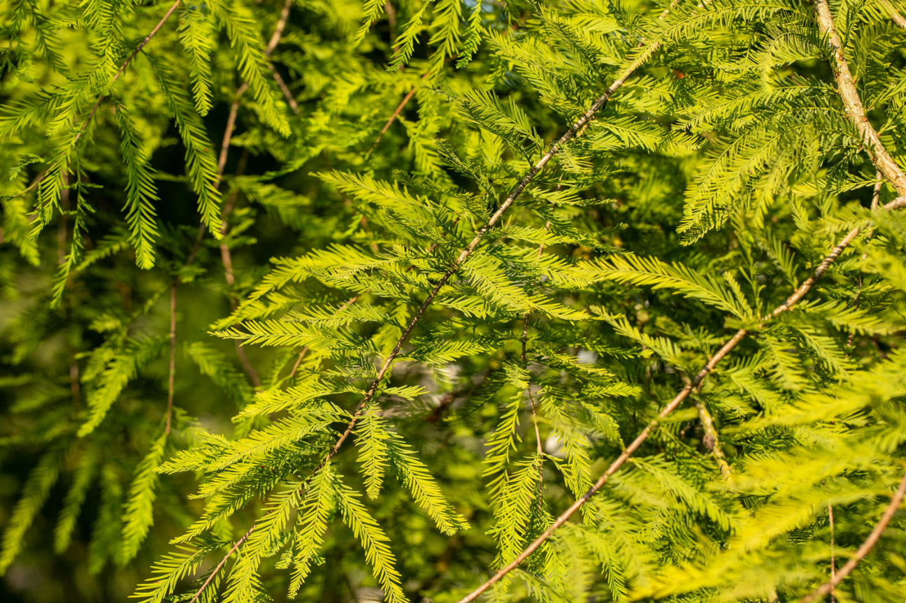 Je nach Variante (siehe Beschreibung) werden entsprechende Pflanzen geliefert, jahreszeitbedingt sehen Pflanzen unterschiedlich aus.