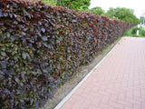 Fagus sylvatica purpurea; als Hecke; dekorative Herbstfärbung;;ab 8,55 Euro