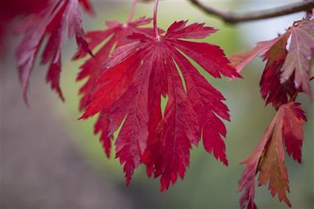 ahornblättriger feuerahorn; hier mit Herbstlaub; dekoratives Laub; Einsatzmöglichkeit z.B. : japanischer garten;;günstig mit Qualität