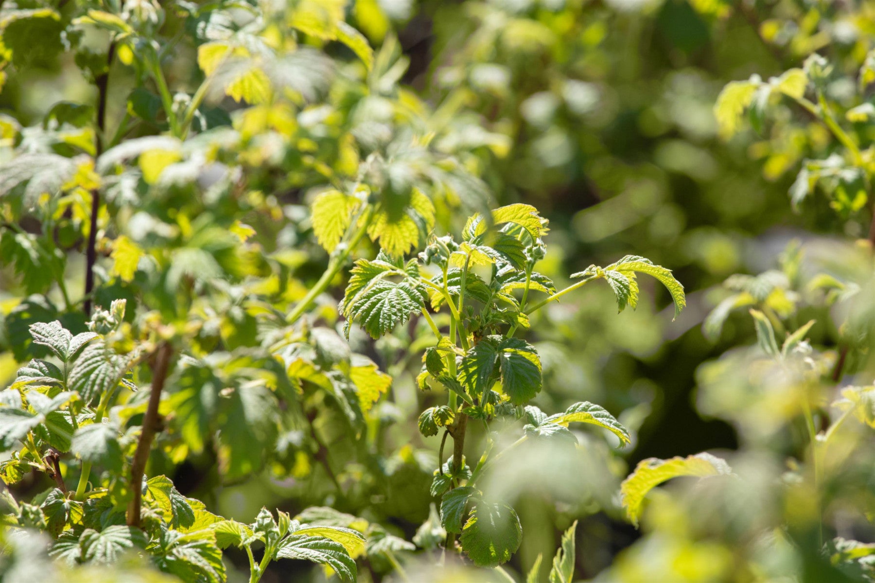 Rubus id. 'Golden Everest' (Himbeere 'Golden Everest')