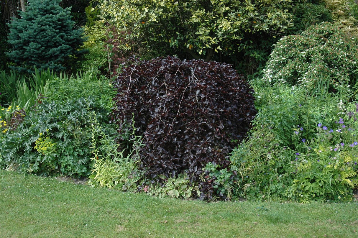 Schwarzrote Hängebuche; als Pflanze im Beet; winterhart; Einsatzmöglichkeit z.B. : Gärten; erhältlich von 270-330 bis 450-650 cm;;hier kaufen