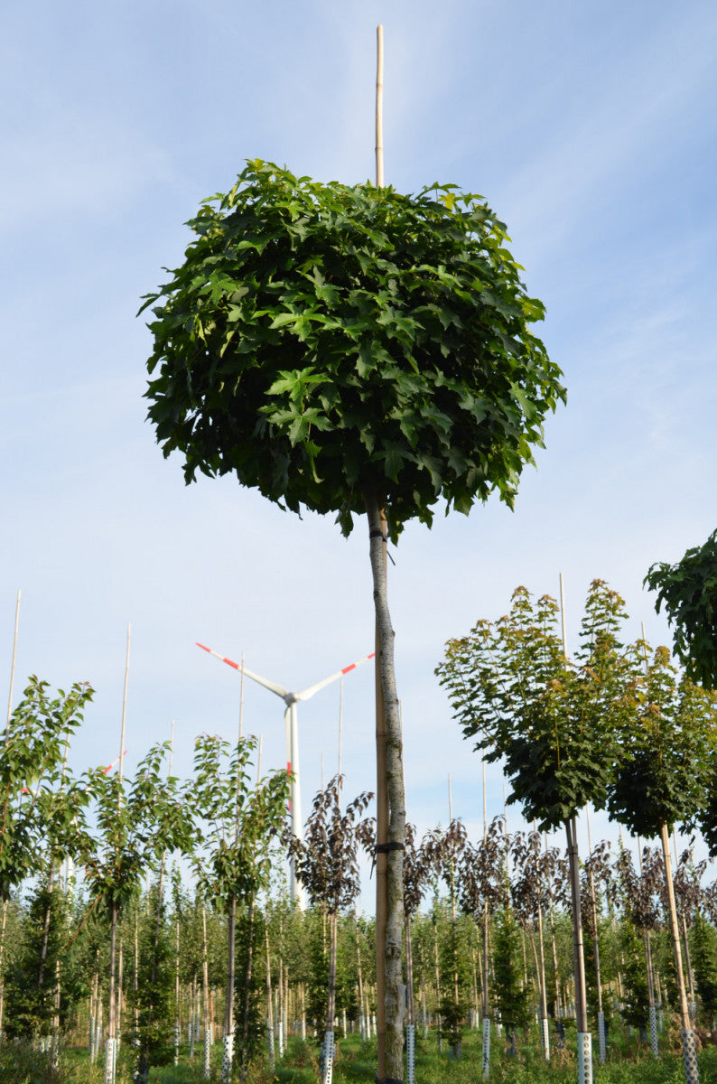 Amberbaum 'Gumball'; dekorative Früchte; erhältlich von 270-330 bis 450-650 cm;;hier kaufen