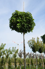 Amberbaum 'Gumball'; dekorative Früchte; erhältlich von 270-330 bis 450-650 cm;;hier kaufen