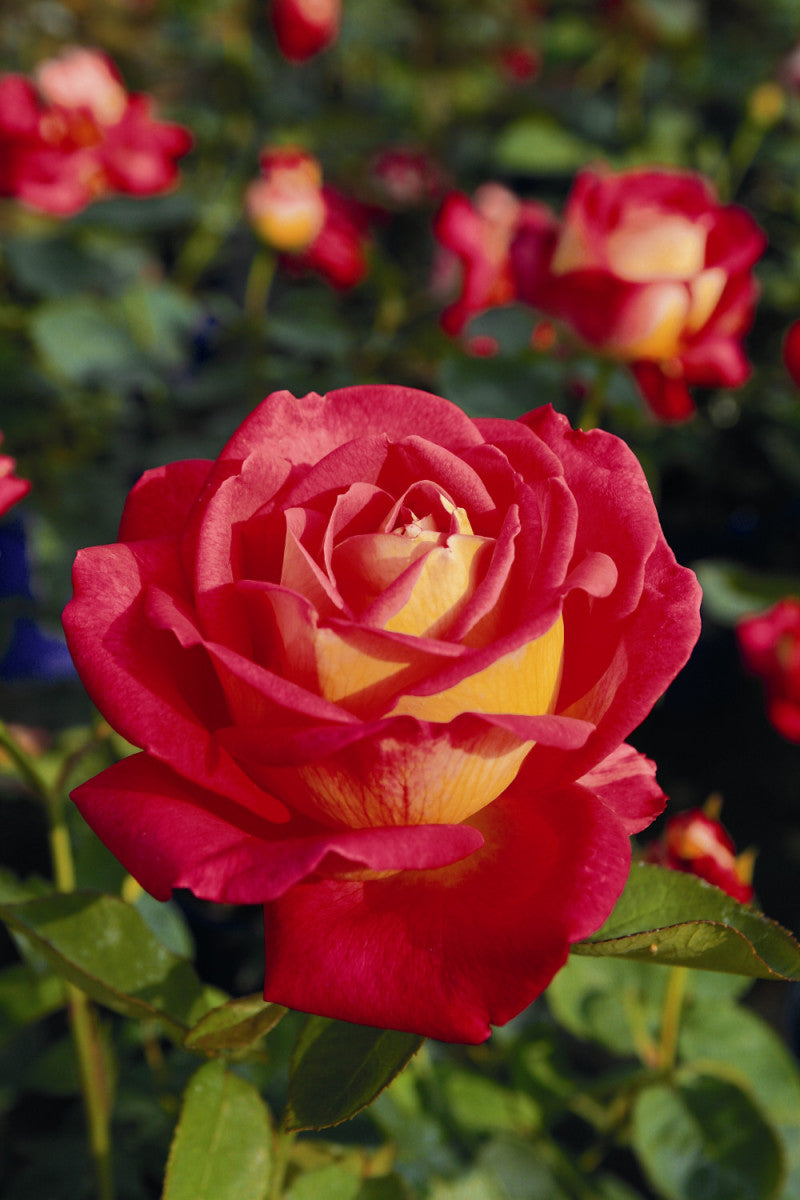 Rosa 'Rebecca' TH (Edelrose 'Rebecca' -R-)
