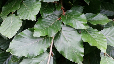 Fagus sylvatica HkG 81018; hier mit Sommerbelaubung; standorttolerant; Einsatzmöglichkeit z.B. : Bienenweide;;ab 1,34 Euro
