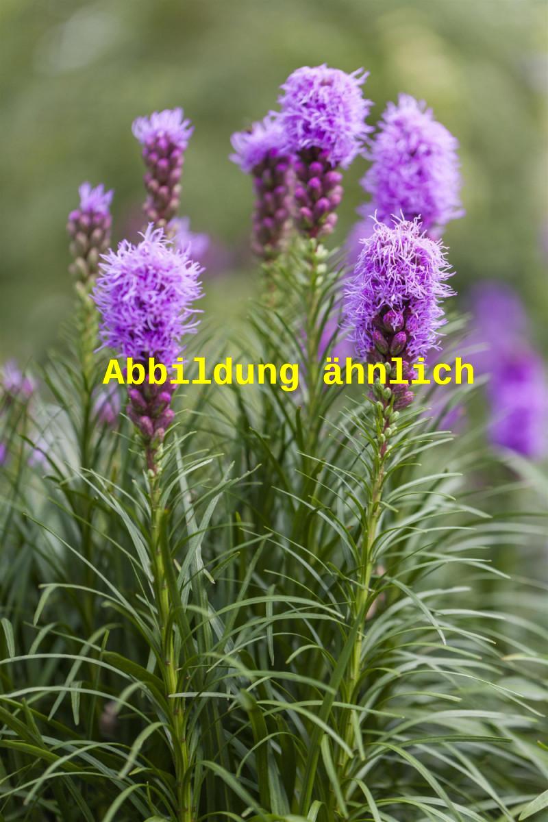 Genaues Foto für Liatris spicata 'Kobold', gen. folgt; dieses ähnliche Bild dient der Illustration von Ährige Garten-Prachscharte