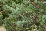 Pinus sylvestris HkG 85107; mit Früchten/Fruchtbehang; für alle Böden geeignet; Einsatzmöglichkeit z.B. : Holzgewinnung;;ab 0,51 Euro