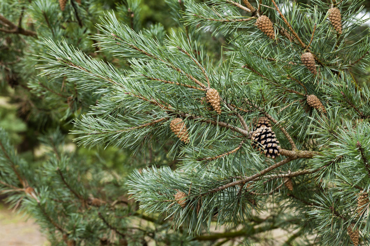 Pinus sylvestris HkG 85111; mit Früchten/Fruchtbehang; für alle Böden geeignet; Einsatzmöglichkeit z.B. : Holzgewinnung;;ab 0,51 Euro