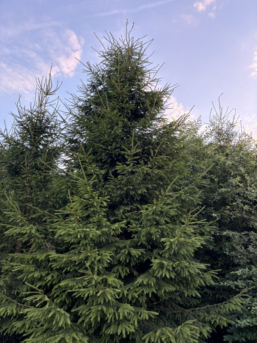 Picea abies HkG 84019 (Fichte)