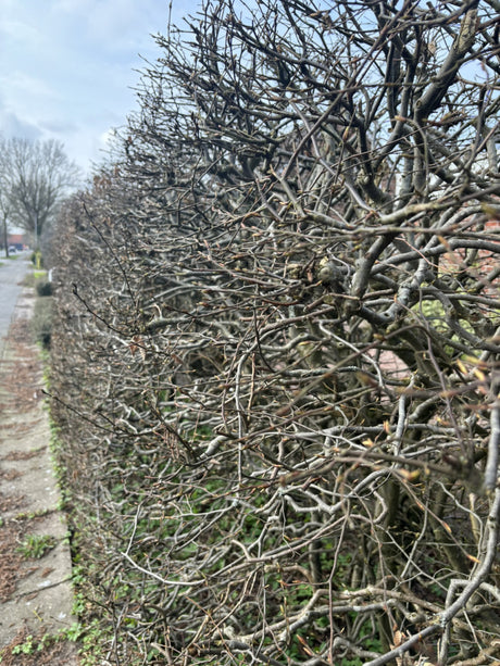 Hainbuche, Weißbuche; hier mit Winterlaub; schnittverträglich; Einsatzmöglichkeit z.B. : auch erhältlich in 'Dach-Variante' (Schirmwuchs); erhältlich von 30-50 bis 80-120 cm;;hier kaufen
