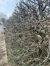 Hainbuche, Weißbuche; hier mit Winterlaub; schnittverträglich; Einsatzmöglichkeit z.B. : auch erhältlich in 'Dach-Variante' (Schirmwuchs); erhältlich von 50-80 bis 450-650 cm;;hier kaufen
