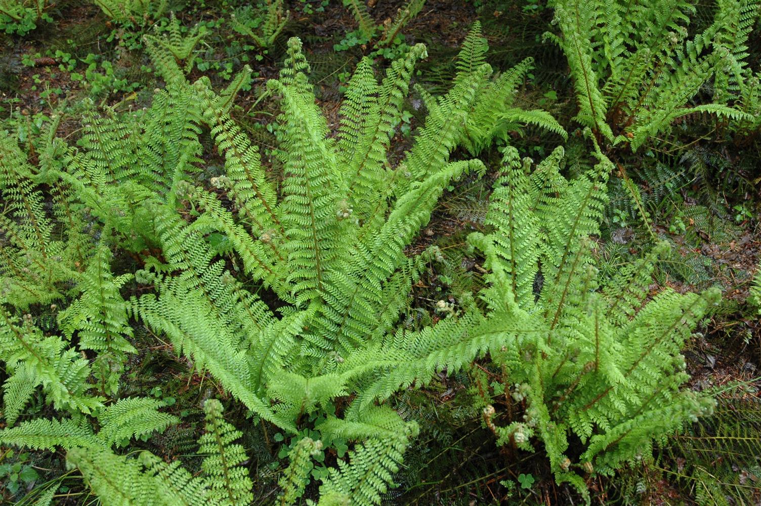 Polystichum setiferum 'Herrenhausen', gen. (Großer Garten-Filigranfarn)