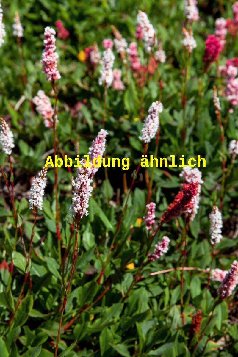Bistorta affinis 'Dimity' (Garten-Scheckenknöterich)