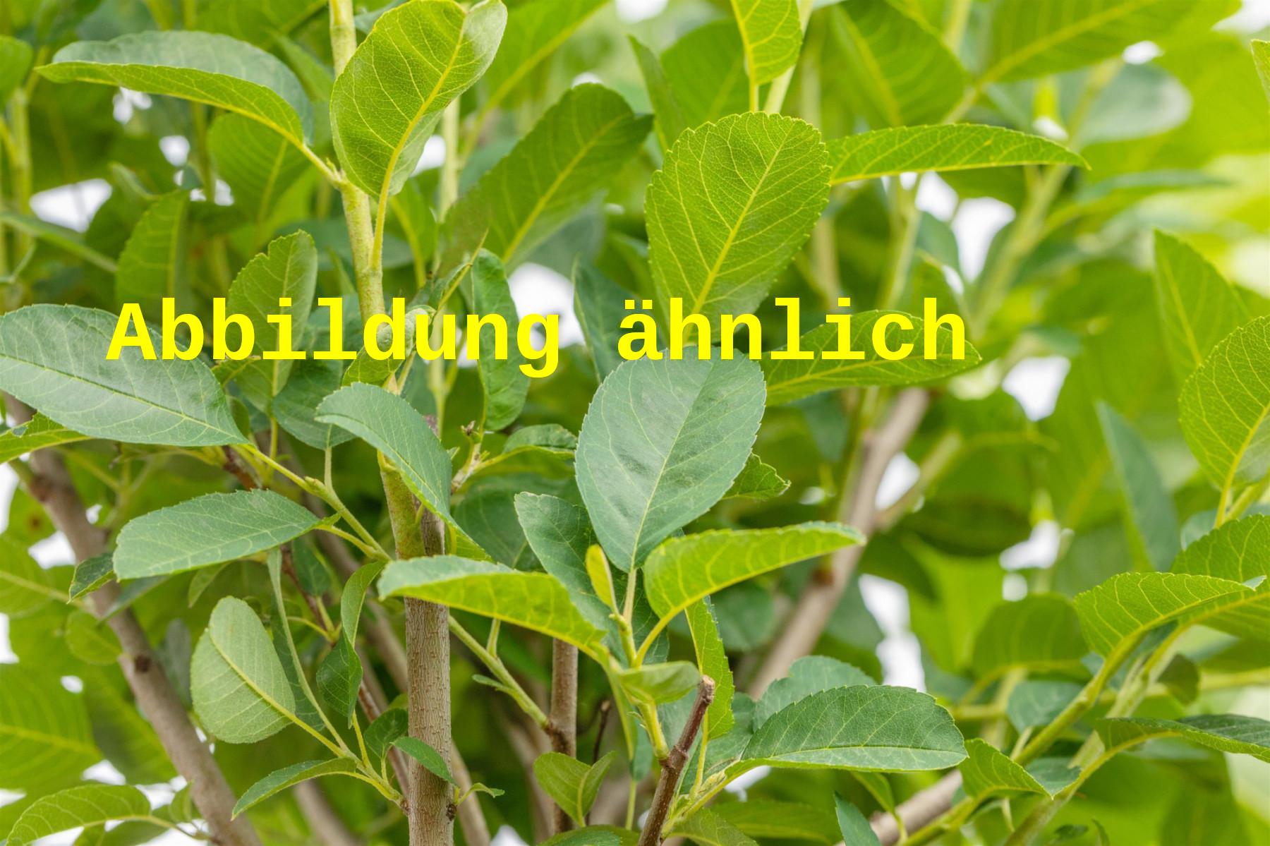 Amelanchier spicata (Besen-Felsenbirne)
