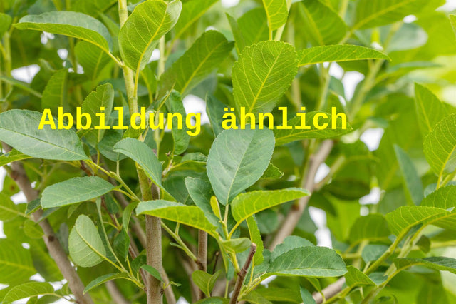 Genaues Foto für Amelanchier spicata folgt; dieses ähnliche Bild dient der Illustration von Besen-Felsenbirne
