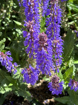 Steppen-Salbei; hier mit Blüte; lange Blütezeit; Einsatzmöglichkeit z.B. : Naturgarten;;hier kaufen