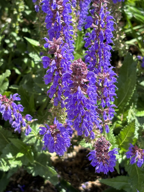 Steppen-Salbei; hier mit Blüte; lange Blütezeit; Einsatzmöglichkeit z.B. : Naturgarten;;hier kaufen