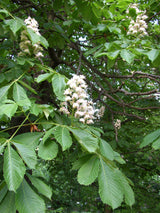 Aesculus hippocastanum; hier mit Blüte; starkduftend; Einsatzmöglichkeit z.B. : Park;;ab 1,58 Euro