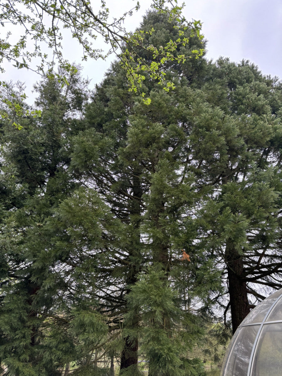 Synonym (alte Bezeichnung): Sequoia gigantea; als Pflanze im Beet; immergrün; Einsatzmöglichkeit z.B. : Parkbäume;;Pflanzen vom Profi