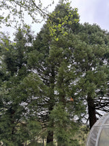 Synonym (alte Bezeichnung): Sequoia gigantea; als Pflanze im Beet; immergrün; Einsatzmöglichkeit z.B. : Parkbäume;;Pflanzen vom Profi