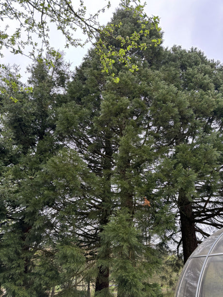 Synonym (alte Bezeichnung): Sequoia gigantea; als Pflanze im Beet; immergrün; Einsatzmöglichkeit z.B. : Parkbäume;;Pflanzen vom Profi