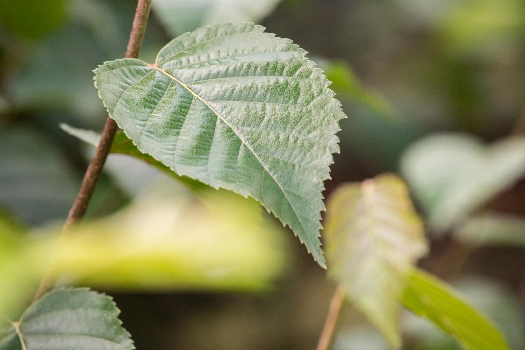 Betula ermanii (Goldbirke)