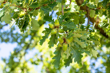 Wintereiche; hier mit Sommerbelaubung; dekorative Herbstfärbung; Einsatzmöglichkeit z.B. : Alleenbaum;;mit zeitnaher Lieferung