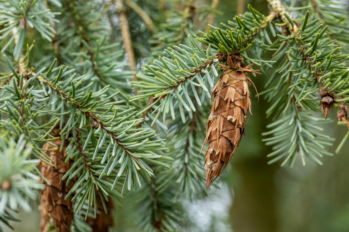 Je nach Variante (siehe Beschreibung) werden entsprechende Pflanzen geliefert, jahreszeitbedingt sehen Pflanzen unterschiedlich aus.