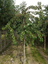 Häng. Nelkenkirsche 'Kiku-shidare-zakura'; hängend; erhältlich von 60-100 bis 450-650 cm;;hier kaufen