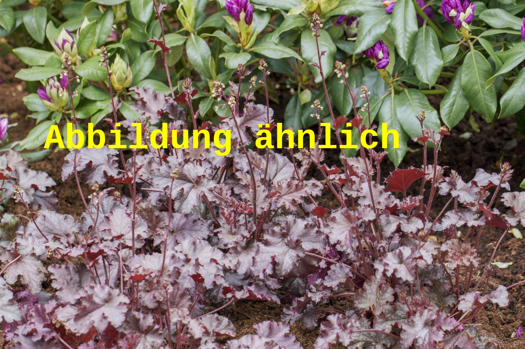 Heuchera micrantha 'Molly Bush' (Kleinblütiges Silberglöckchen)