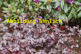 Genaues Foto für Heuchera micrantha 'Molly Bush' folgt; dieses ähnliche Bild dient der Illustration von Kleinblütiges Silberglöckchen