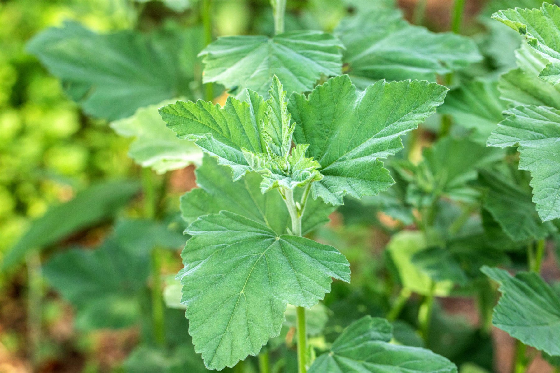 Althaea officinalis (Echter Apotheker-Eibisch)