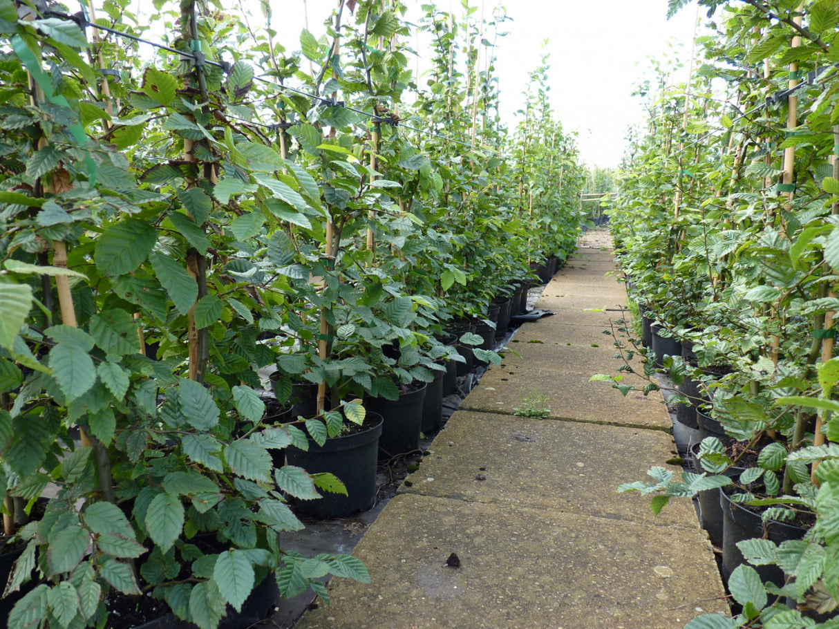 Hornbeam; als Pflanze im Beet; bietet Vögeln Nistplatz; Einsatzmöglichkeit z.B. : Sichtschutz; erhältlich mit Stammumfang von ab 5 bis 6- cm;;günstig mit Qualität