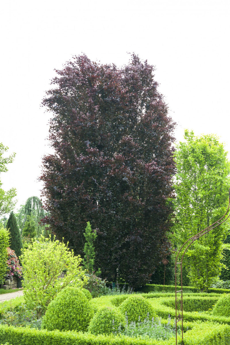 Rotbuche; als Pflanze im Beet; anspruchslos; Einsatzmöglichkeit z.B. : Solitärbaum; erhältlich mit Stammumfang von ab 5 bis 20-25 cm;;günstig mit Qualität