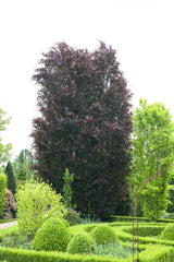 Rotbuche; als Pflanze im Beet; anspruchslos; Einsatzmöglichkeit z.B. : Solitärbaum; erhältlich mit Stammumfang von ab 5 bis 20-25 cm;;günstig mit Qualität