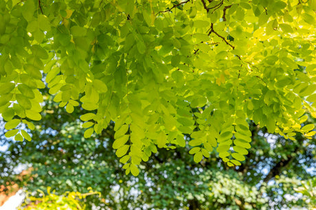 Robinia pseudoac. 'Frisia'; hier mit Sommerbelaubung; winterhart; Einsatzmöglichkeit z.B. : Heckenpflanze;;mit zeitnaher Lieferung