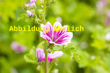Genaues Foto für Malva sylvestris folgt; dieses ähnliche Bild dient der Illustration von Wilde Malve, Roßpappel