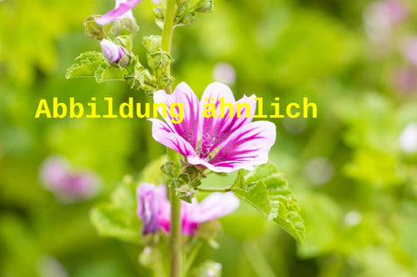 Genaues Foto für Malva sylvestris folgt; dieses ähnliche Bild dient der Illustration von Wilde Malve, Roßpappel