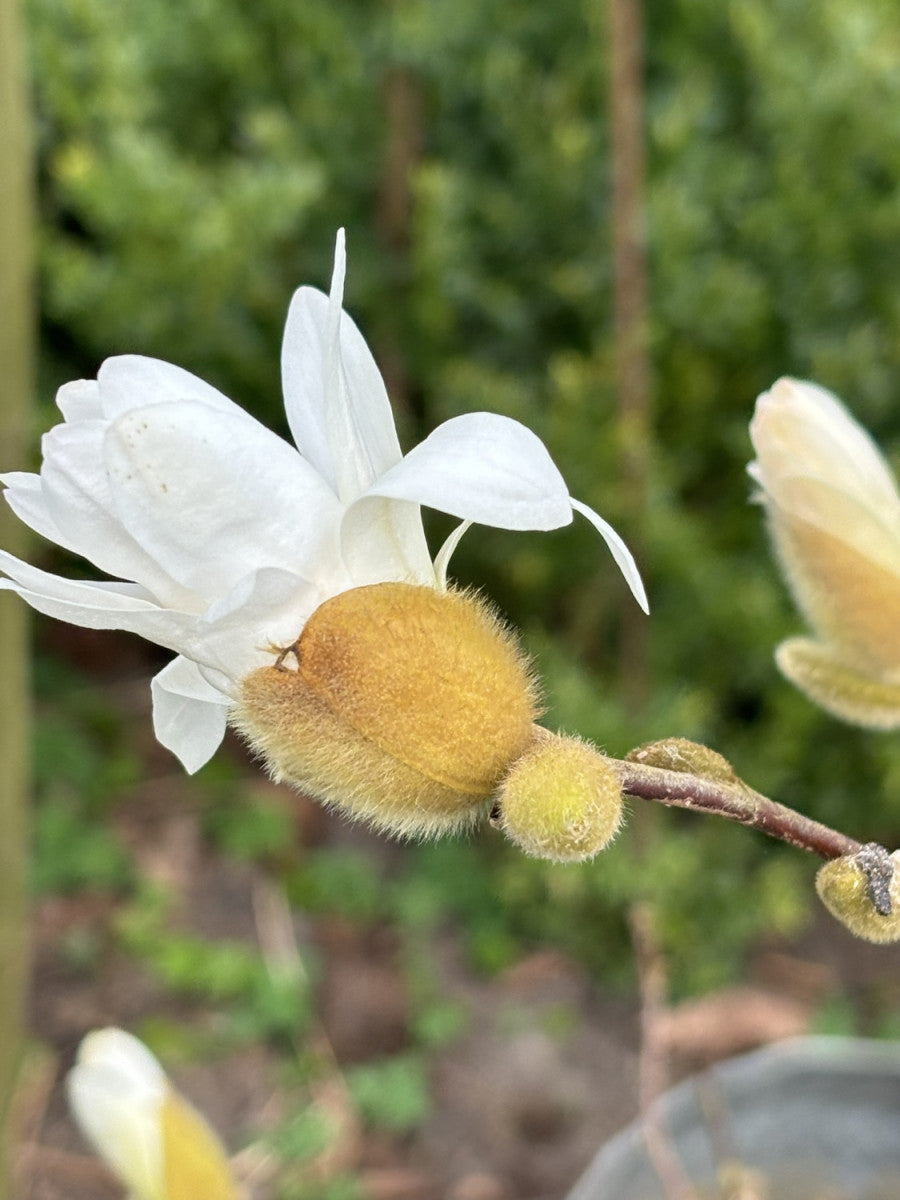 Sternmagnolie; hier mit Blüte; winterhart; Einsatzmöglichkeit z.B. : Ziergehölz; erhältlich von 40-60 bis 150-175 cm;;hier kaufen