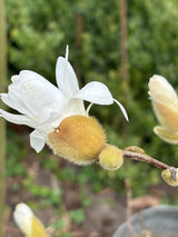 Sternmagnolie; hier mit Blüte; winterhart; Einsatzmöglichkeit z.B. : Ziergehölz; erhältlich von 40-60 bis 150-175 cm;;hier kaufen